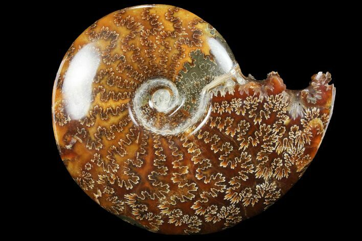 Polished, Agatized Ammonite (Cleoniceras) - Madagascar #97369